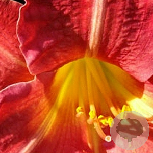 Hemerocallis 'Red Rum' GM P9