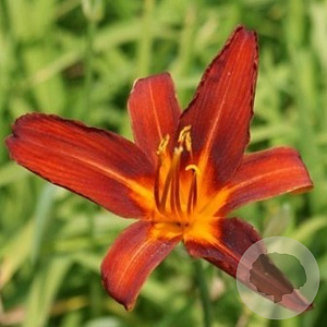 Hemerocallis 'Sammy Russell' GM P9