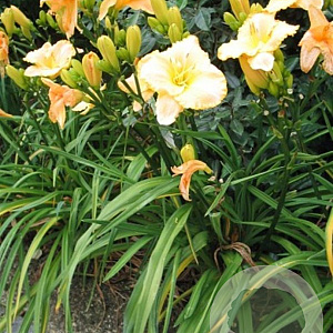 Hemerocallis 'Serena Sunburst' GM P9
