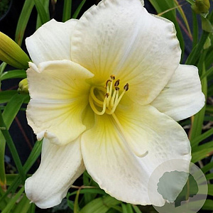 Hemerocallis 'Snowy Apparation' GM P9