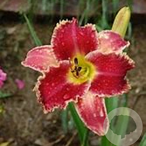 Hemerocallis 'Startle' GM P9