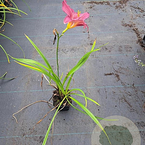 Hemerocallis 'Summer Wine' GM P9