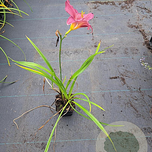 Hemerocallis 'Summer Wine' GM P9