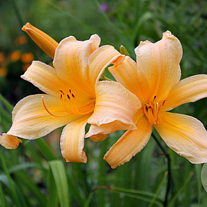 Hemerocallis 'Theresa Hall' GM P9