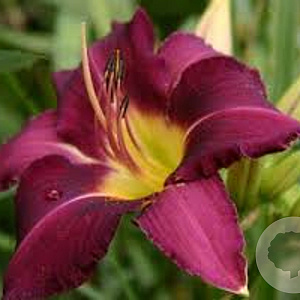 Hemerocallis 'Violet Hour' GM P9