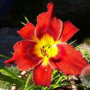 Hemerocallis 'War Eagle' GM P9