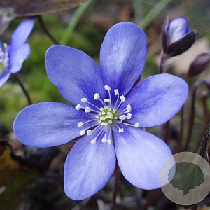 Hepatica nobilis GM P9