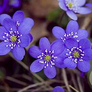 Hepatica nobilis GM P9