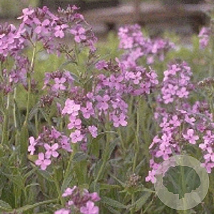 Hesperis matronalis GM P9