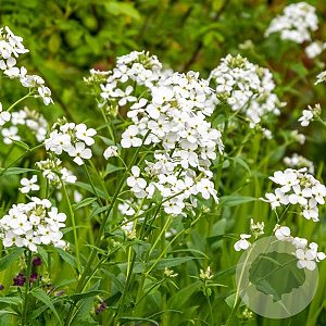 Hesperis matronalis 'Albiflora' GM P9