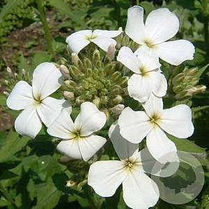 Hesperis matr. 'Alba' GM P9