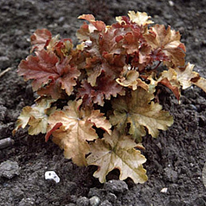 Heuchera 'Amber Waves' GM P9