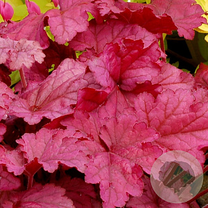 Heuchera 'Berry Smoothie' GM P9