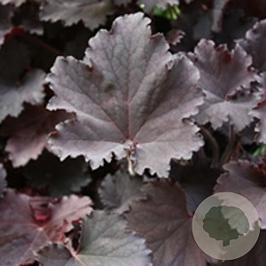 Heuchera 'Binoche' GM P9