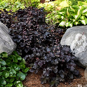 Heuchera 'Black Pearl' GM P9