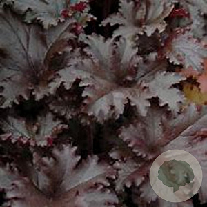 Heuchera 'Black Taffeta' GM P9