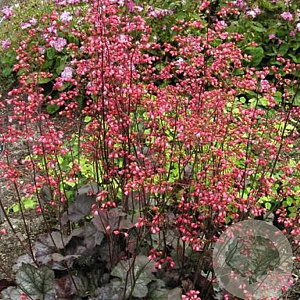 Heuchera brizoides 'Red Pimpernel' GM P9