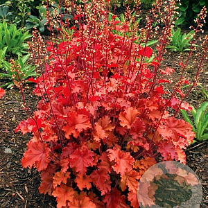 Heuchera brizoides 'Royal Red' GM P9