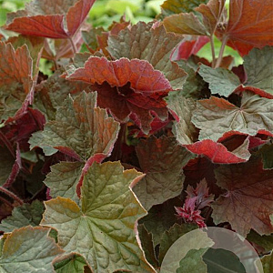 Heuchera 'Brownies' GM P9