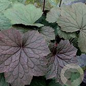 Heuchera 'Brownies' GM P9