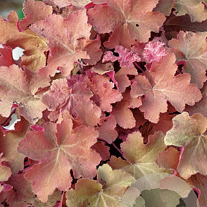 Heuchera 'Caramel' GM P9