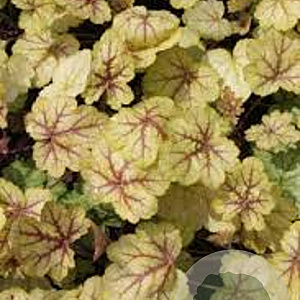 Heuchera 'Circus' GM P9