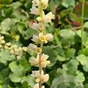 Heuchera cylindrica 'Greenfinch' GM P9
