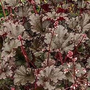 Heuchera 'Dark Mystery' GM P9