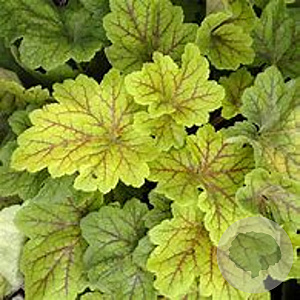 Heuchera 'Electra' GM P9