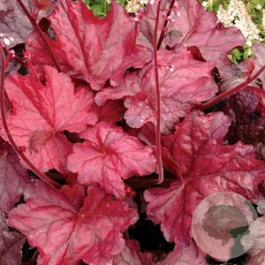 Heuchera 'Fire Chief' GM P9