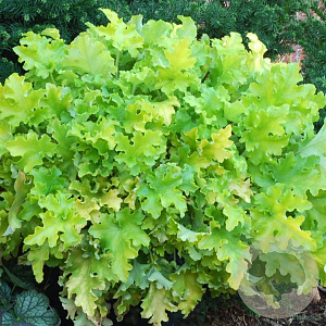 Heuchera 'Lime Marmalade' GM P9