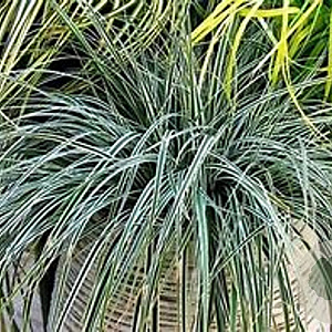 Carex 'Everest' C1.5 wortelecht