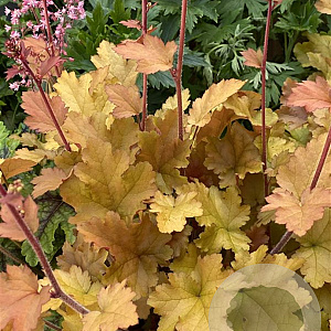 Heuchera 'Marmalade' GM P9
