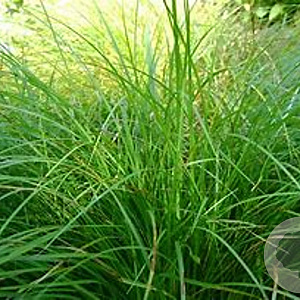 Carex 'Irisch Green' C1.5 wortelecht