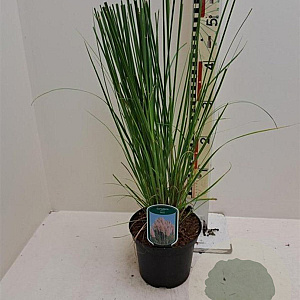 Cortaderia s. 'Rosea' C1.5 wortelecht