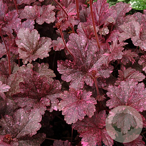 Heuchera 'Midnight Rose' GM P9
