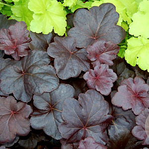 Heuchera 'Obsidian' GM P9