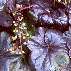 Heuchera 'Obsidian' GM P9