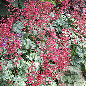 Heuchera 'Paris' GM P9