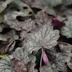 Heuchera 'Pewter Moon' GM P9
