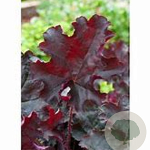 Heuchera 'Prince' GM P9