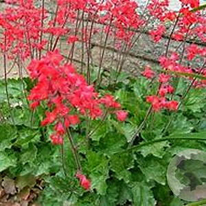 Heuchera 'Rakete' GM P9