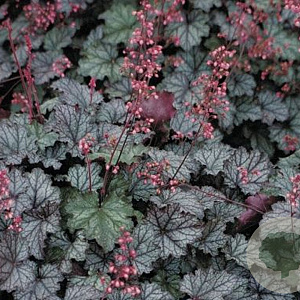 Heuchera 'Raspberry Ice' GM P9