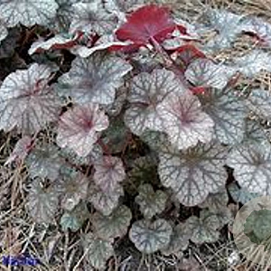 Heuchera 'Ruby Veil' GM P9