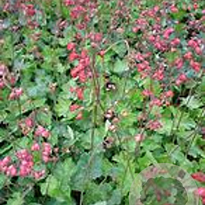 Heuchera sanguinea GM P9