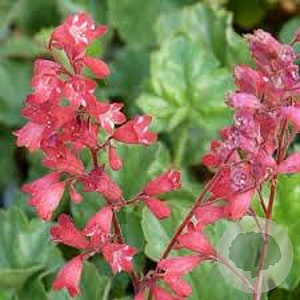 Heuchera sang. Bressingham Hybrids GM P9