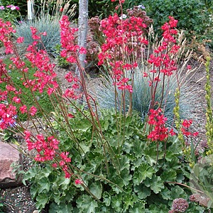 Heuchera sang. 'Splendens' GM P9