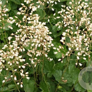 Heuchera 'Schneewittchen' GM P9