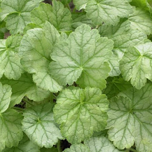 Heuchera 'Silver Dollar' GM P9