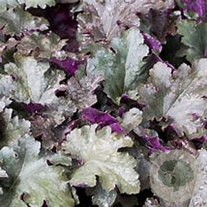 Heuchera 'Stormy Seas' GM P9